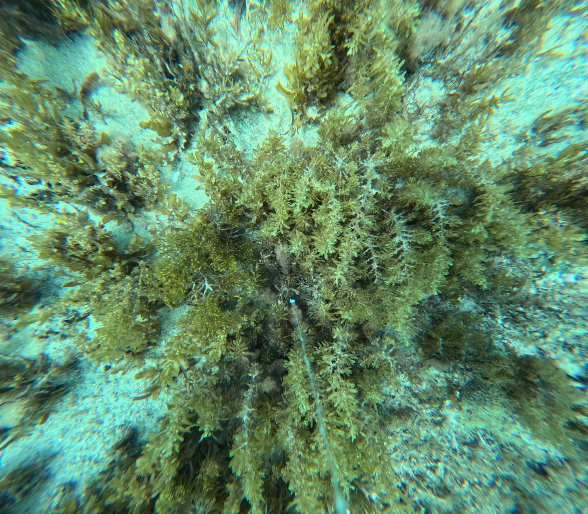 Dense seaweed canopy on a shallow reef flat