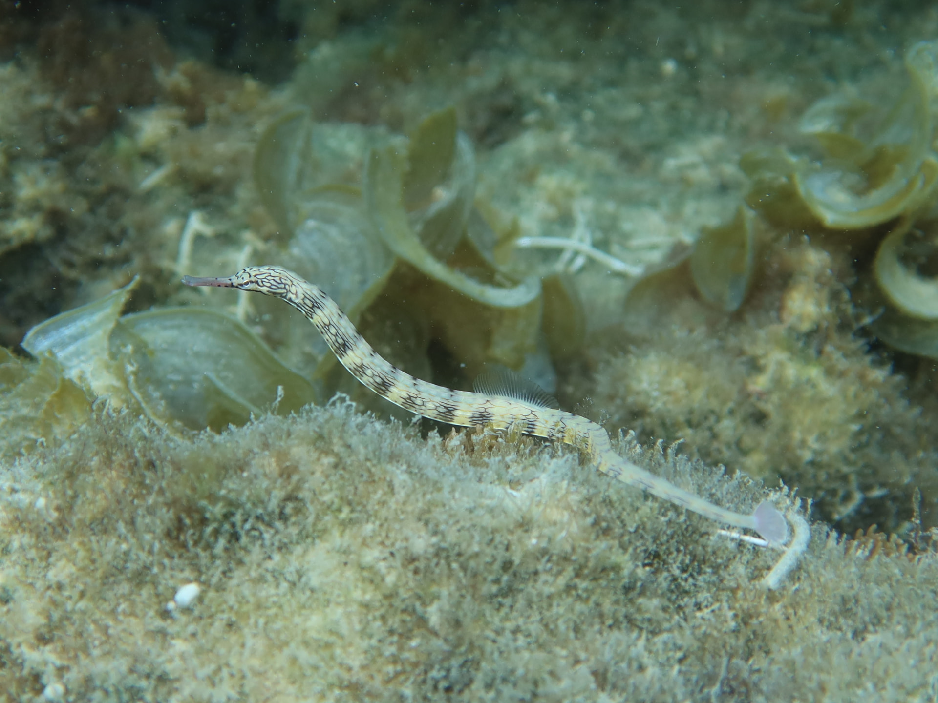 Pipefish on benthic seagrass habitat