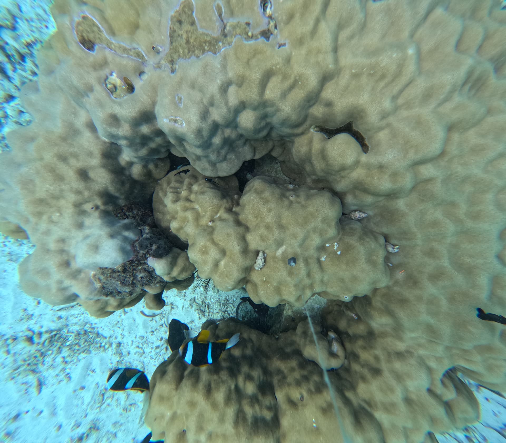 Massive Porites coral colony with anemonefish, Zanzibar
