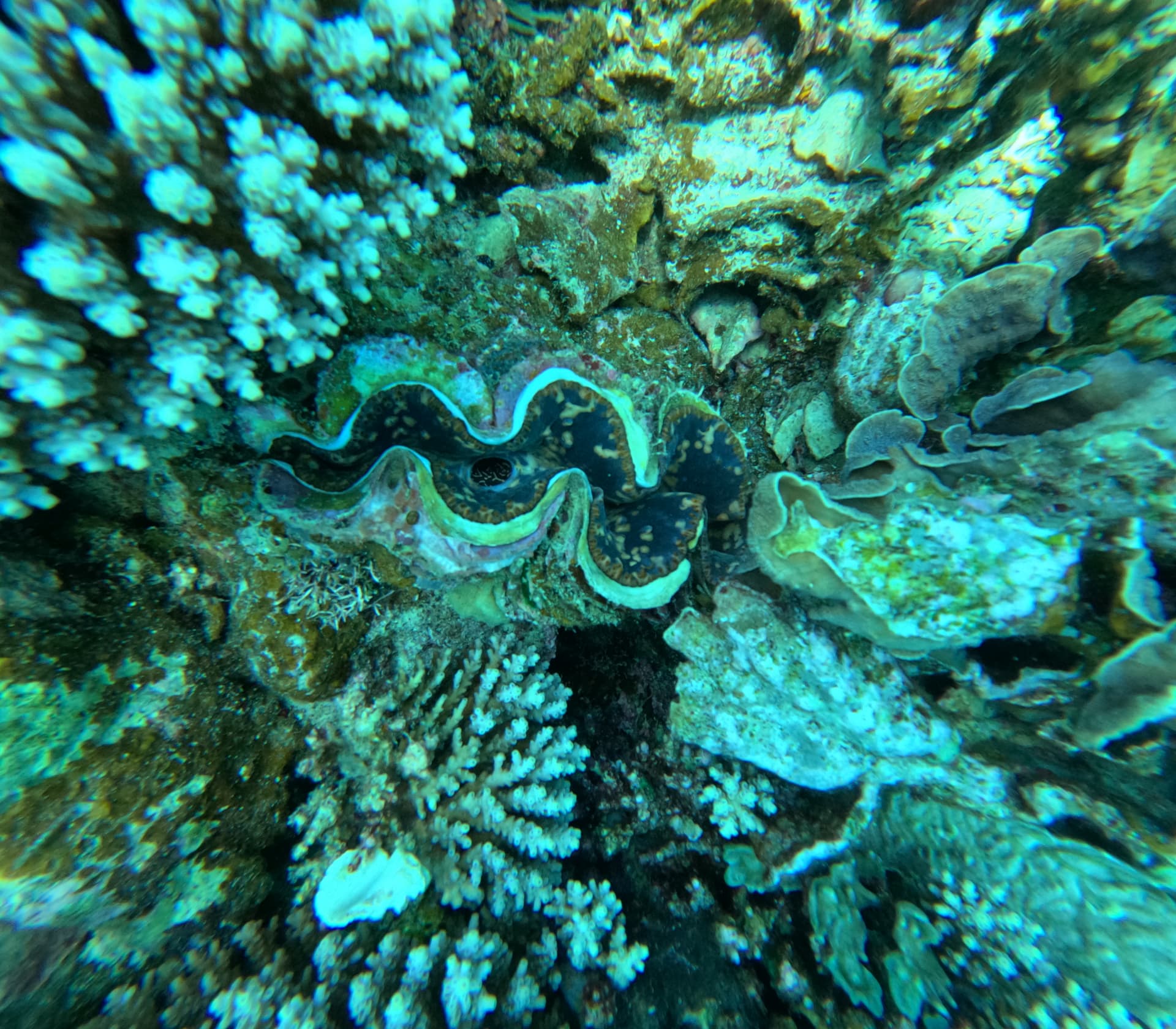 Giant clam nestled in reef corals