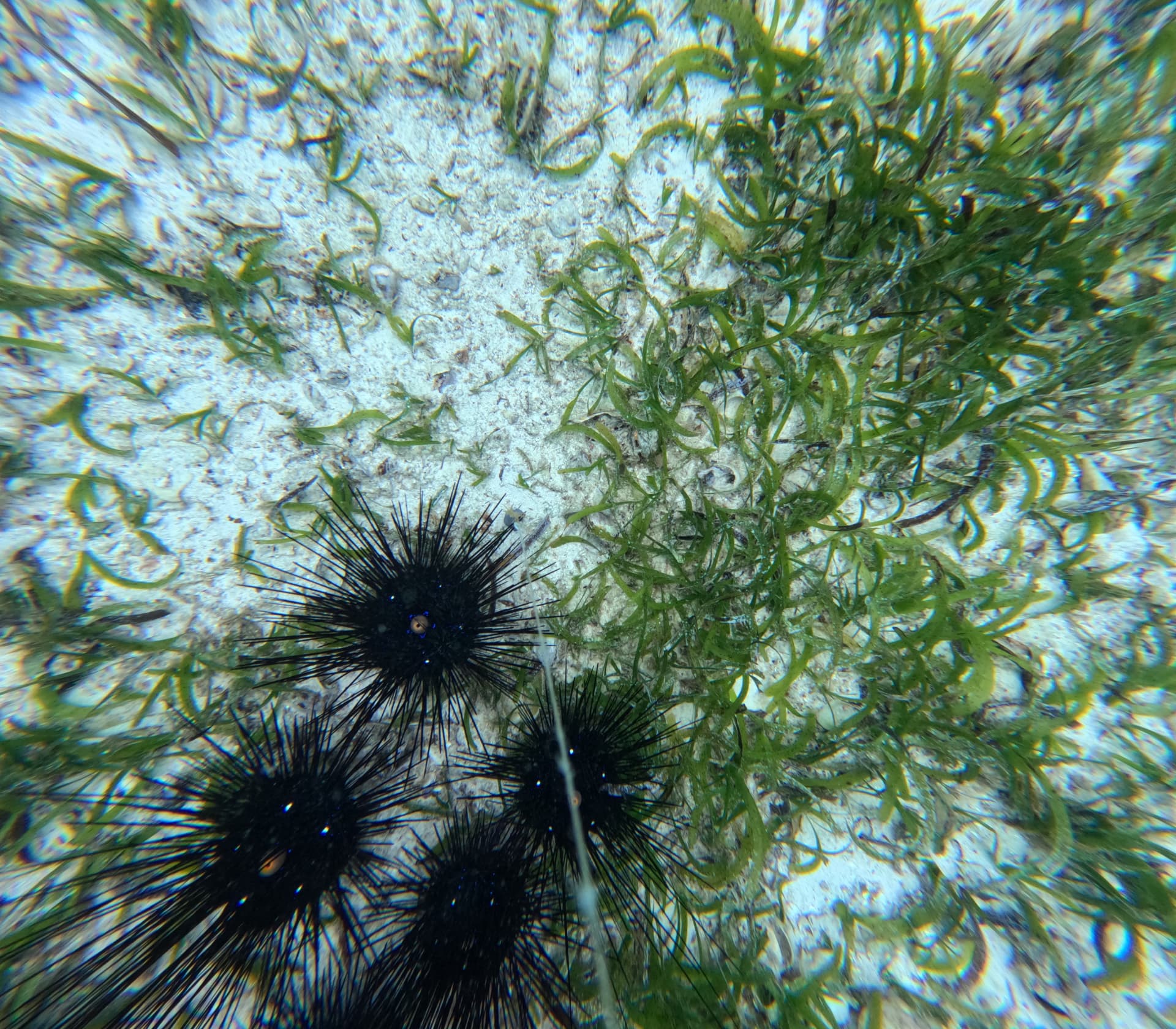 Sea urchins among seagrass on a sandy seabed